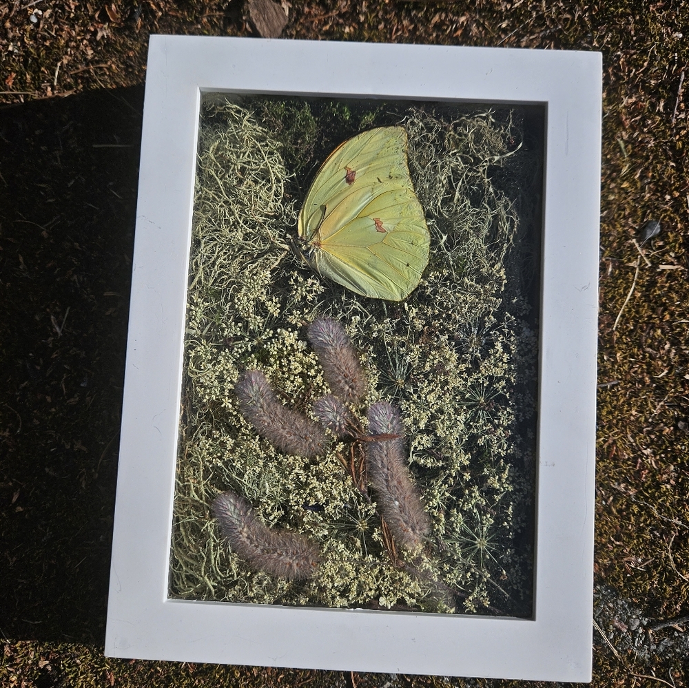 Real framed Butterfly 🦋